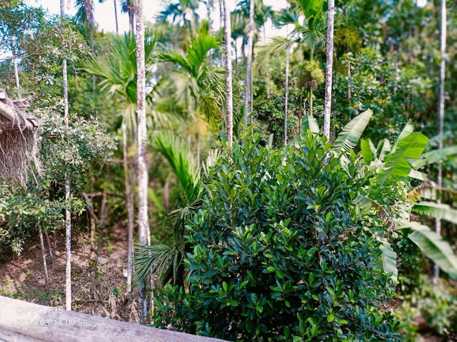 Streaming Valley Independent Coffee Estate Stay Madikeri Exterior photo